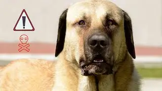 Top 10 Strongest Dogs Breeds In The World