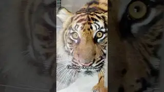 When a Sumatran Tiger Stares&hellip; and Charges at You 😱🐅