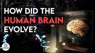 The Evolution of Human Brain and Inteligence | History of Human Brain Development