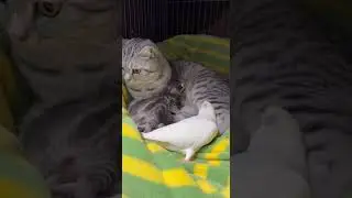 Kittens Take Care of Their Parrot Brother So He Can Sleep Peacefully #cute #theshibedoge #animals