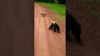 fam&iacute;lia de macaco bugio