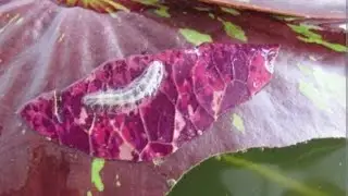 CHINA MARK MOTH...INSECT OF AQUATIC PLANTS🐛🐛