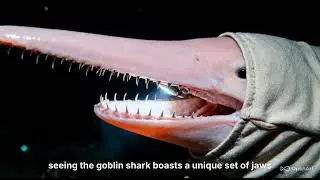 The goblin shark ￼