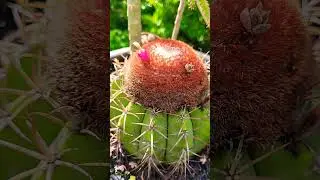 #cacto coroa de frade#semente comflor#
