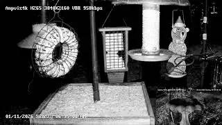 North Texas Front Yard Bird feeders Live!! New Camera!! Great video!!