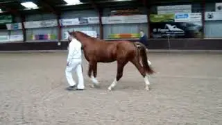 Klassiek Gelderlander Paarden Stamboek (KGPS) hengst Gothiek