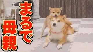 子犬を決して怒らない、慈愛に満ちた姉柴犬に感動しました・・・
