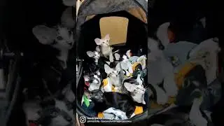 Ориентальные котята #cat #kitten #cute #kitty #котики #котята #oriental #виделивидео #best