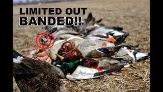 Early Bird Gets The BAND! Late Season 2018 Goose Hunting