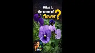 NEET Practice MCQ | Test Your Concept | E &prop; MCQ&sup2;