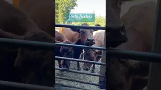 Pesty Dexters! #cow #cattle #firstgenerationfarmer #farmlife #farmlife #cattlebreed #beef #farm