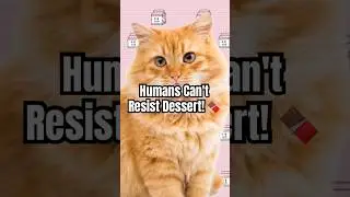 Full Stomach, Empty Logic: Dessert Edition 😹 #talkingcat  #funnyshorts #relatablehumor #shorts