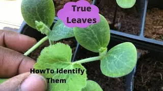 True Leaves:How To Identify Them@Gardenhauling