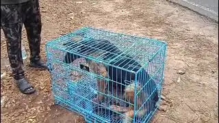 Rescued Abandoned German Shepherd 
