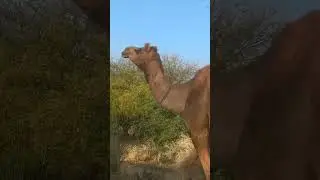 A very beautiful camel with a long neck is amazing nature جمل جميل جداً ذو رقبة طويلة هو طبيعة مذهلة