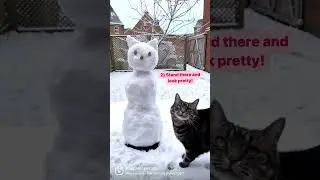 How to make a snow cat by Princess Martha 😻🐾⛄️ #catvideos #funnycat #cutecat #catvideo #snowman