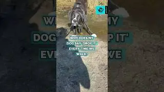 Is your puppy a leash-biter? #leashtraining #dogtrainingtips #puppytraining101 #dogwalk #dog #funny
