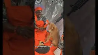 Dod with Bullet proof