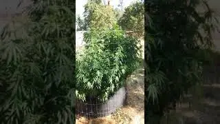 First outdoor grow feeding time MARIJUANA UPDATE