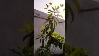 Chikku Plant #nature #photography #youtube #reels #chiku plant pruning #chiku plant in pot