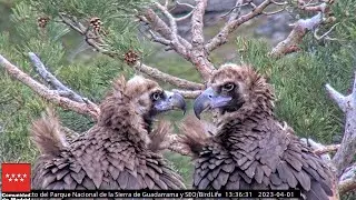 Pareja en el nido, PRIMEROS PLANOS - Buitre negro -  P.N. Sierra de Guadarrama