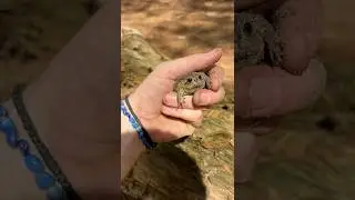 Incredibly cute Breviceps gibbosus (Giant rain frog) from Cape Town🇿🇦