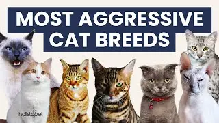 7 Most Aggressive Cat Breeds Pet Owners Should Know