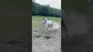 Smart horses #horse #equestrian #equine #horses #beautifulhorses