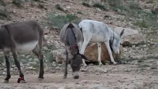 donkeys eating grass in mountainous area in Pakistan | A bit of donkey love | donkey a crew work