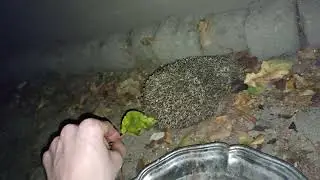 Hedgehog's defense mechanism