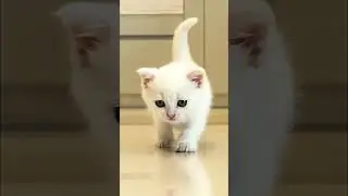 Le chaton Kefir saute sur la table pour boire du k&eacute;fir. #pourenfants #vlogfamille #shorts