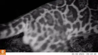 Sumatran Clouded Leopard