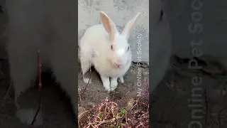 Rabbit&rsquo;s Habit #pets #rabbit #farming