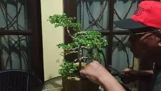 BONSAI SANCANG GAYA CHOKKAN ( GAYA TEGAK LURUS FORMAL )@rayuciamis4315