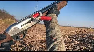 Советы по охоте на голубей | Gun Talk