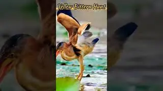 Yellow bittern bird fishing #waterbirds #birdlovers #birdhunting #cutebirds #shorts