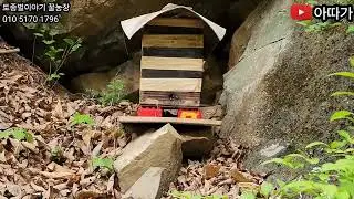 초보토종벌 분봉철에는 일주일 간격으로 순찰산행 필수로 하기! 입주 확인 순찰 산행! #토종벌 #bee