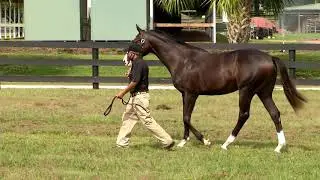 Hip#74