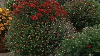 Don&rsquo;t give up on the garden &hellip; just yet