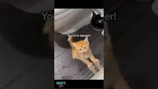 Cats vs Water vs Funny 😂😂😍 #catslove #cat #catsofyoutube #petsrule #funnycats