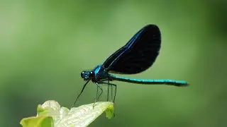The ebony jewelwing | Calopteryx maculata | Damselfly