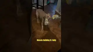 American bully muscle building exercises #bullydog #americanbullypuppy
