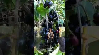 JAVA PLUM ||DUHAT || LOMBOY ||TRENDING FRUITS @Jhas Bilugan #shorts