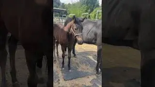 Foal and mom #foal #horse #sporthorse