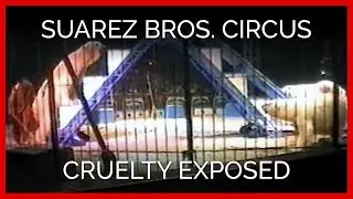 Footage of Suarez Bros. Circus Cruelty to Animals