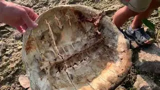 We Found a Snapping Turtle Shell and Skeleton