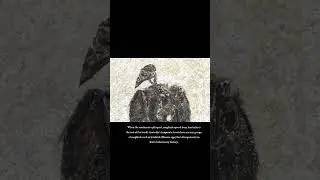 Evolution of the Song Bird #species #animals #animaldiversity