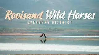 Rooisand Wild Horses roam free