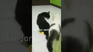 IH GAK SUKA GELAI🤭😹 @nurigoodvibes #wonjopus1 #cat #jopus #trendingshorts #shorts #short #shortvideo