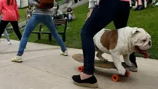 ЗА РЕКОРДОМ МЕЖДУ НОГ 😹 УДИВИТЕЛЬНЫЕ ЖИВОТНЫЕ 😹 30 😹 Amazing Animals